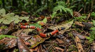 A serpente que parece pequena demais para assustar pode carregar um veneno muito mais importante do que o tamanho sugere