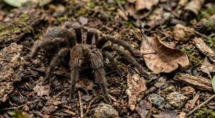 A aranha brasileira que parece grande demais para passar despercebida consegue sumir no ambiente em segundos