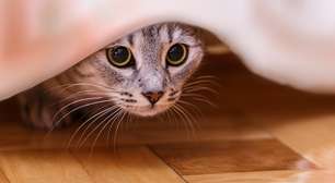Gatos sentem ciúmes? Estes sinais podem revelar o que está acontecendo