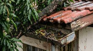 Homem passou meses recolhendo folhas e galhos de uma árvore que ficava inteiramente no terreno do vizinho, mas resolveu agir quando os ramos avançaram sobre o telhado e descobriu que a lei traz uma resposta bastante direta para esse tipo de situação