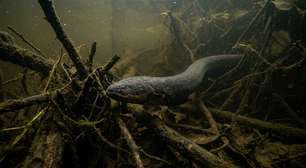 O animal amazônico que parece saído de um filme de terror caça num ambiente onde quase nada consegue vê lo chegando