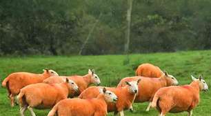 Ovelhas laranja: conheça o rebanho que mudou a paisagem de Cumbria para afastar ladrões