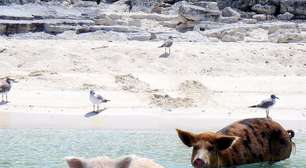 Solta em uma ilha remota para virar comida para náufragos, população de porcos evolui e vira tesouro para a ciência moderna