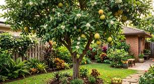 A árvore ideal para o lar: mantém suas folhas o ano todo, dá flores comestíveis e produz frutos aromáticos