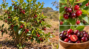 Parece uma cereja comum, mas esta fruta brasileira guarda uma característica pouco conhecida