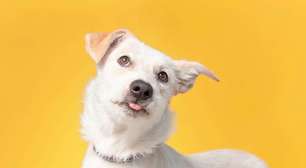 Fã de Rick e Morty? O seu cachorro merece um nome inspirado nos personagens da animação