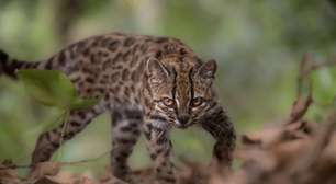 Leopardus tilcayo: conheça a nova espécie de felino selvagem identificada por professor brasileiro na Bolívia
