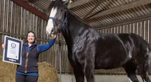 Entrou para o Guinness! Cavalo 'adolescente' da Inglaterra ganha título de mais alto do mundo