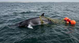 Equipes de resgate correm contra o tempo para libertar uma baleia-anã de 5,5 metros encontrada gravemente enroscada em cordas perto de Cape Cod, após arrastar equipamentos por 64 quilômetros