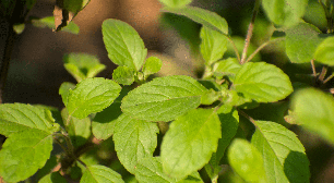 Tulsi: conheça 5 benefícios do "manjericão-sagrado" para a saúde