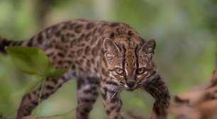 Descoberta histórica na ciência: cientistas identificam a primeira nova espécie de felino em 100 anos escondida na natureza