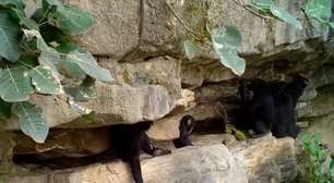 Registro inédito mostra chimpanzés ensinando filhotes a usar ferramentas; veja vídeos