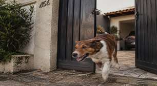 Cachorro escapou pelo portão e terminou preso no quintal da casa ao lado, mas a situação virou discussão quando o vizinho se recusou a permitir que o tutor entrasse para buscá lo