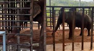 Elefante Sandro toma 'banho de terra' em 1º ato após chegar a santuário em Mato Grosso