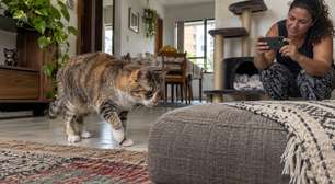 O gato que para de brincar não necessariamente ficou preguiçoso e essa mudança merece mais atenção do que parece