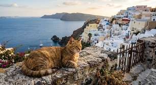 Eles buscam voluntários para viver em uma ilha grega: oferecem hospedagem gratuita em troca de cuidados com gatos