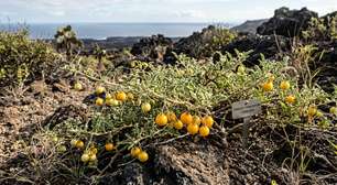 Os cientistas estão surpresos ao descobrir que os tomates nas Ilhas Galápagos parecem estar evoluindo ao contrário: estão recuperando um escudo molecular ancestral há muito perdido