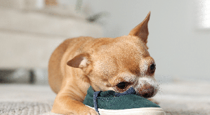 Por que o cachorro rói móveis e objetos? Veja 7 dicas para lidar com o comportamento
