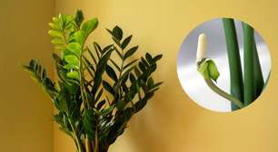 Sua zamioculca pode dar flores e você nem perceber