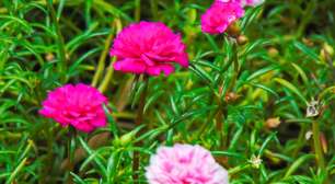Onze-horas: veja como cultivar e manter a floração colorida