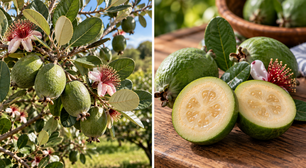 A fruta brasileira que ficou famosa na Nova Zelândia e quase ninguém reconhece quando vê no pé
