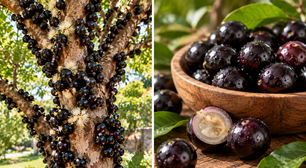 A jabuticabeira faz uma coisa que poucas árvores frutíferas conseguem fazer