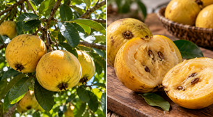 O fruto amazônico que parece simples por fora, mas tem um aroma difícil de confundir