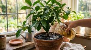 Como fazer um limoeiro florescer com um remédio caseiro