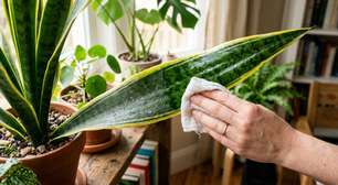 Poucas pessoas sabem disso: como limpar as folhas da sua sansevieria ou espada-de-são-jorge com um ingrediente da cozinha.