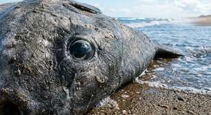 O que parecia um passeio comum pela costa acabou com a descoberta de um peixe gigante de 2,5 metros de comprimento em uma praia