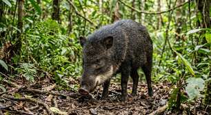 O animal brasileiro que parece um porco pequeno pode transformar um encontro tranquilo em confusão quando o grupo está por perto