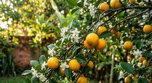 A fruta amarela que as avós cultivavam no quintal para atrair beija flores hoje enche bacias de frutos nas casas modernas brasilleiras