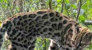 Pesquisa liderada por brasileiro identifica nova espécie de felino em florestas da Bolívia