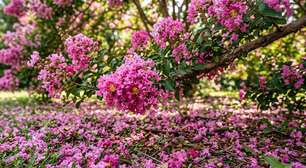 A árvore que cresce muito rápido, oferece uma sombra bem fresca e tem flores que parecem formar um tapete celestial