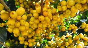 Nanche: fruta pouco conhecida é rica em proteínas e vitamina C