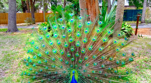 Você sabia que o pavão consegue voar? Veja curiosidades sobre a ave