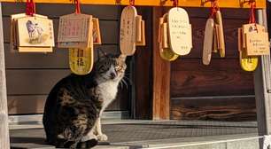 Os gatos de rua estiveram prestes a ser classificados como espécie invasora no Japão