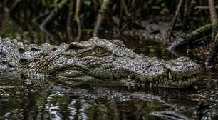 Censo revela 586 crocodilos-de-água-salgada nas ilhas Andamão e Nicobar, mas pesquisadores não conseguiram acessar 3 locais