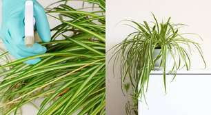 Clorofito: Veja como cultivar planta que fica bem em varandas e dá vida ao ambiente