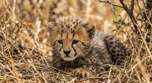 4 filhotes de guepardo nascem no Parque Nacional de Kuno e população da espécie na Índia chega a 56 animais