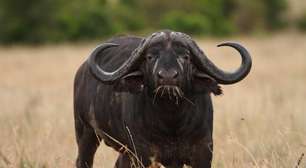 Apelidado de 'peste-negra', búfalo-do-cabo é espécie temida na África