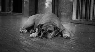 Como a espiritualidade explica a morte dos nossos cães?