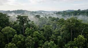 Estudo na Amazônia aponta que proteger floresta existente supera restauração em custo-benefício