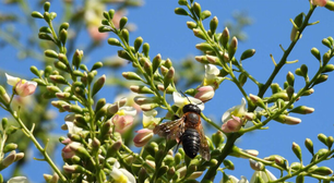 Cuidado com o que planta: esta árvore exótica ornamental pode impulsionar o surgimento de abelhas invasoras