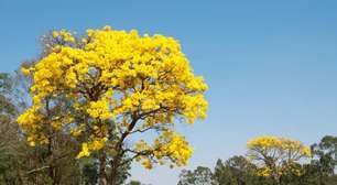 Quando o ipê floresce? Entenda o ciclo de floração dessa árvore brasileira