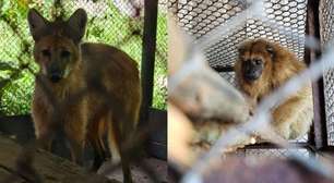 Parque Zoológico de Sapucaia do Sul permanece fechado até quinta-feira após queda de árvores