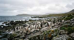 Cientistas identificam quatro novos grupos de pinguim