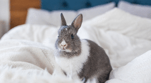 Nem só de cenoura vive um coelho: 7 erros que parecem inofensivos, mas podem fazer mal ao animal