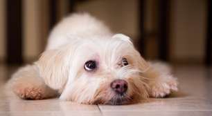 Como adaptar a casa para cães idosos? Essas dicas vão transformar o ambiente