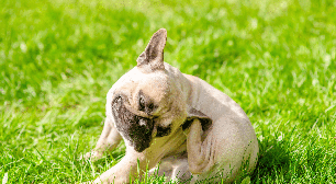 Alergias em cães e gatos podem aumentar na primavera: veja raças mais predispostas
